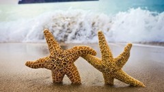 Starfish seastars