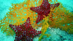 Starfish underwater
