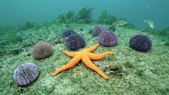 Starfish underwater