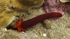 Starfish underwater sealife