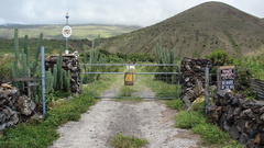Starr echinopsis pachanoi contribute