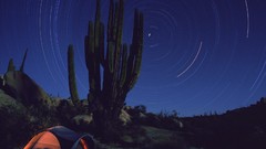 Stars cactus Mexico Camp