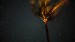 Stars palm trees night sky