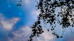 Stars Photoshop nature sun Trees leaves portrait display