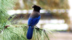 Steller Jay blue Birds