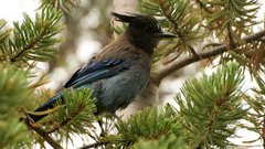 Stellerja blue hq bird