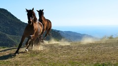Steppe Animals Horses