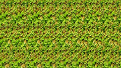 Stereogram