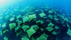 Stingray migration