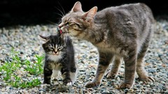 Stones Animals cats Kittens
