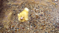 Stones Animals feathers duckling baby birds