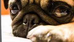 Stones Animals love Dogs Pugs cutedo