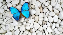 Stones blue Butterflies pebble insects Beaches blue morpho