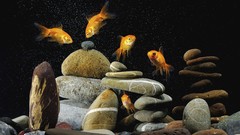 Stones fish aquarium goldfish