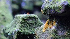 Stones Japan moss depth of field