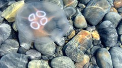 Stones jellyfish