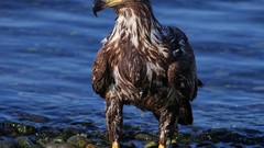 Stones nature Birds Eagles