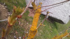 Stones nature branches