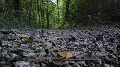 Stones nature dirt rocks forests