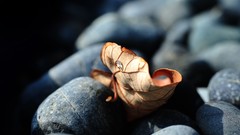 Stones nature fallen leaves
