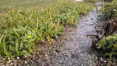 Stones nature grass water rivers