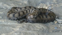 Stones nature gray Animals snakes Reptiles Vipera aspis