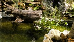 Stones nature Green River