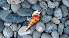 Stones nature shells