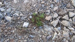 Stones nature summer land iran artwork