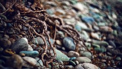 Stones nature Trees roots pebble pebbles rocks