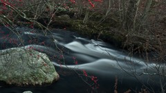 Stones rivers forests