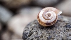 Stones shells romania rivers