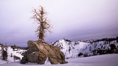 Stones Trees hills flora