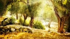 Stones Trees light beams inspiration