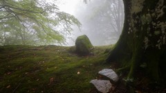 Stones Trees moss forests