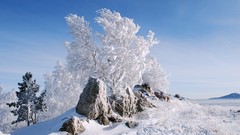 Stones Trees snow new year frost