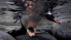 Stones water Birds Penguins underwater Arctic rocks