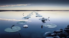 Stones water horizon Water Lilies reflections lily pads 