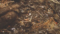 stones Wood outdoors Plants brown dirt