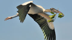 Stork is The official