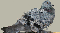 Stork pigeon Birds bird