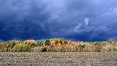 Stormy canefield