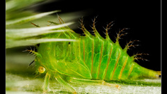 Strangeguy nice katydid Don