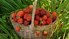 Strawberries