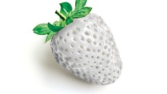 Strawberries albino