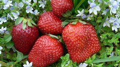 Strawberries fruits