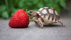 Strawberries turtles