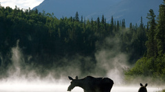 Stream moose wilderness forest