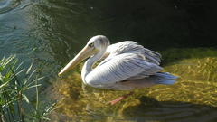 Stream water pelecanus pelican