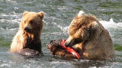 Streams cubs Bears